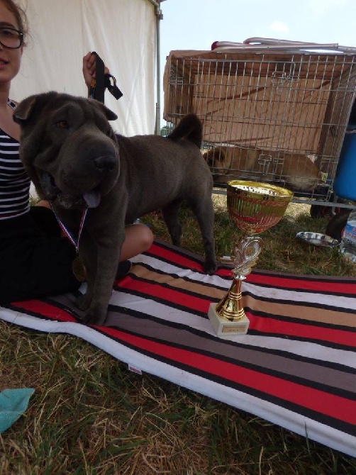 D'une étoile Est Née - Jelly a expo canine d'Auch