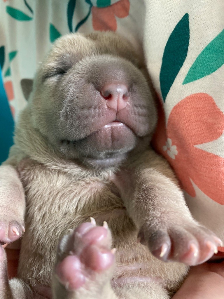 D'une étoile Est Née - Chiot disponible  - Shar Pei