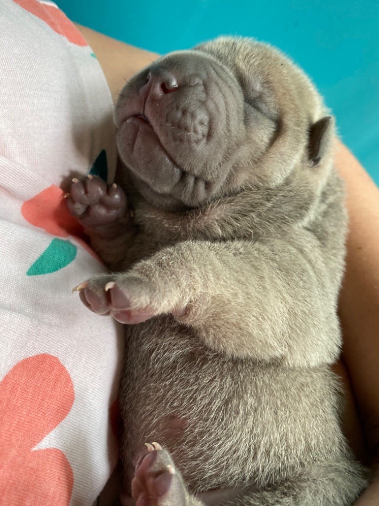 D'une étoile Est Née - Chiot disponible  - Shar Pei