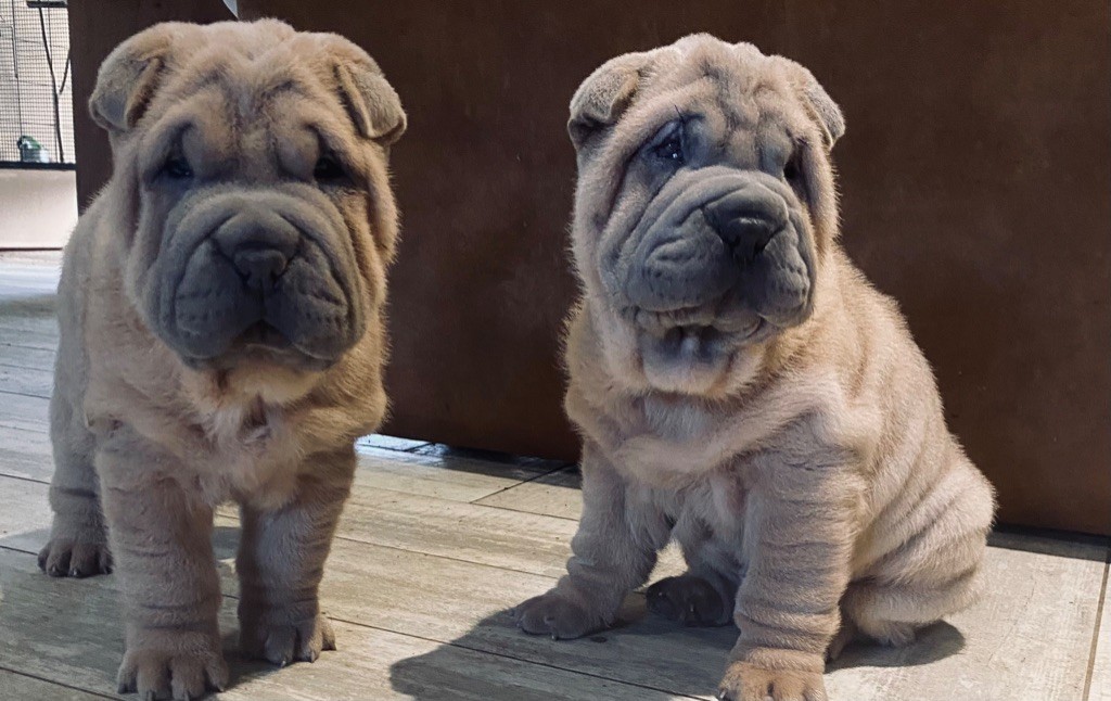 D'une étoile Est Née - Chiot disponible  - Shar Pei