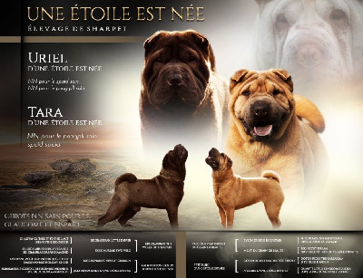 D'une étoile Est Née - Shar Pei - Portée née le 06/09/2024