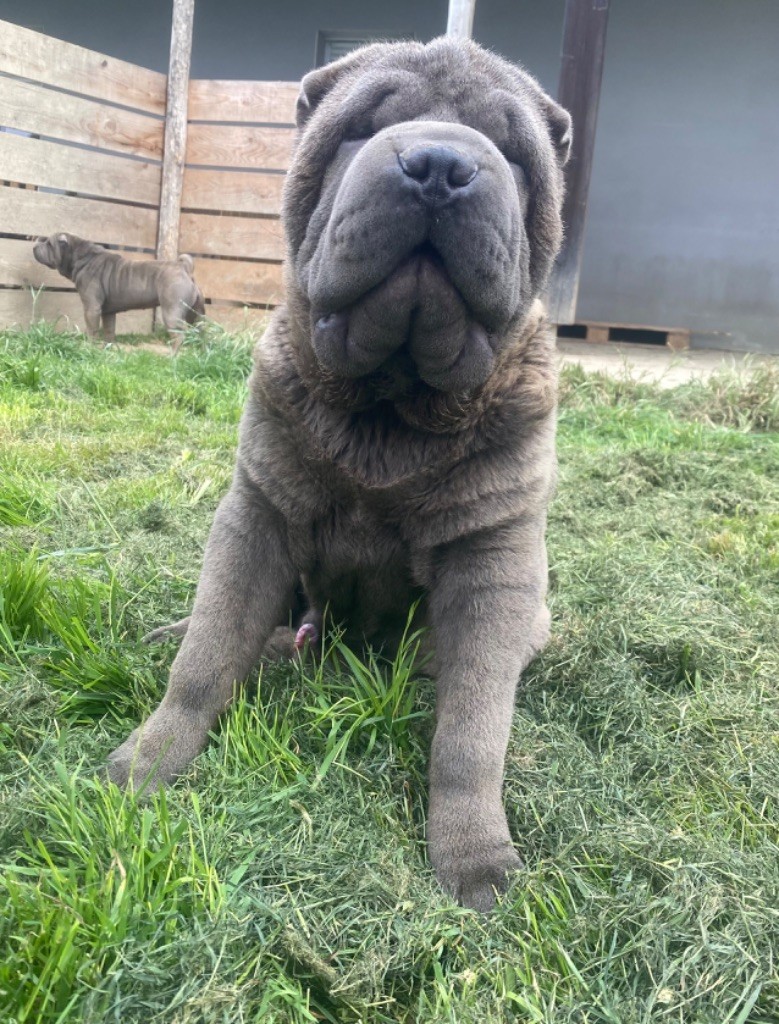 D'une étoile Est Née - Chiot disponible  - Shar Pei