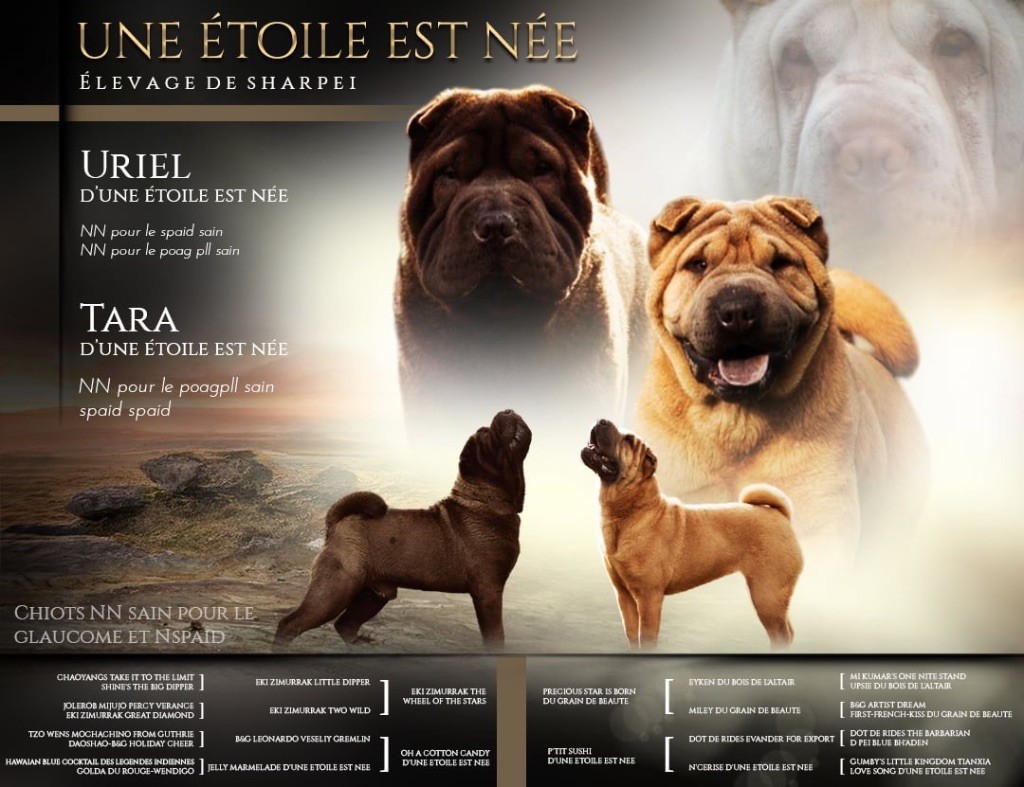 chiot Shar Pei D'une étoile Est Née