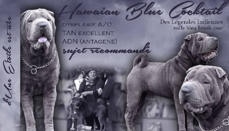 Hawaian blue cocktail des Legendes Indiennes