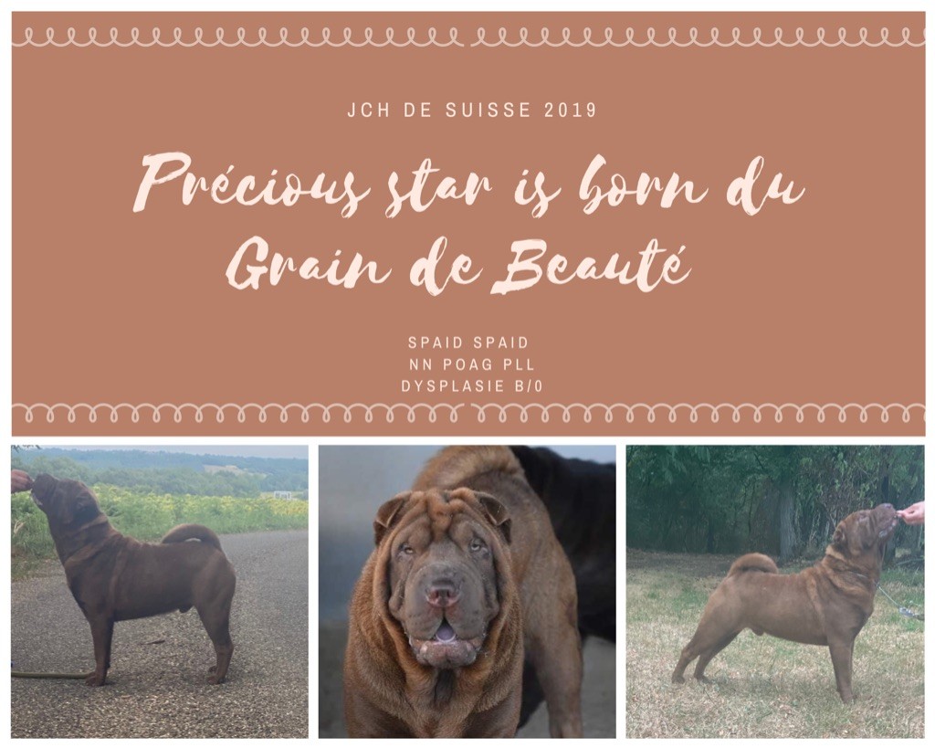 CH. Precious star is born du grain de beauté