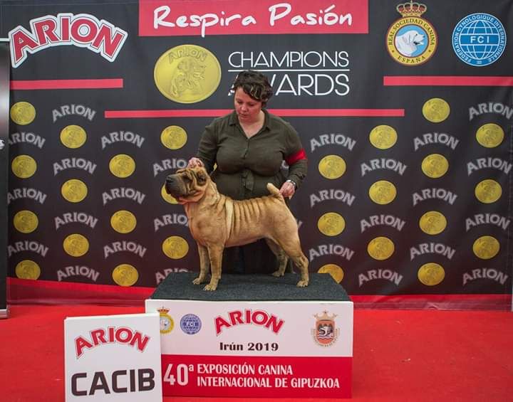 D'une étoile Est Née - Dog show Espagne  Irun 