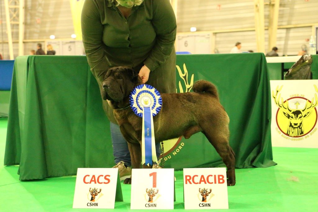 D'une étoile Est Née - DOG SHOW DOUAI!