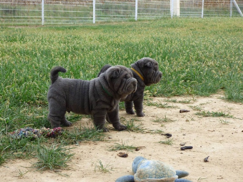 chiots Bleu