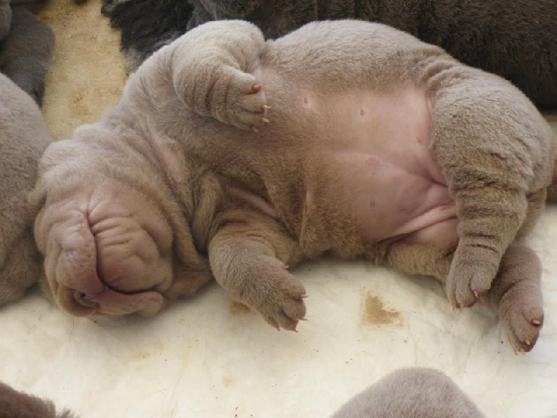 chiots Lilac