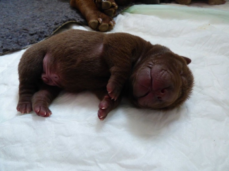 chiots Chocolat