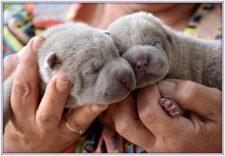 Chiot Shar Pei D'une étoile Est Née