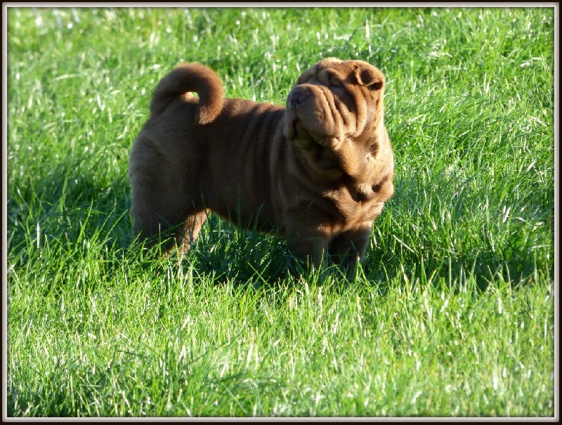 D'une étoile Est Née - Shar Pei - Portée née le 03/08/2016