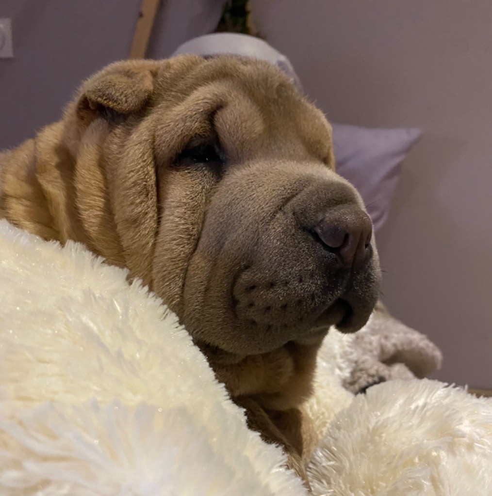 D'une étoile Est Née - Chiots disponibles - Shar Pei