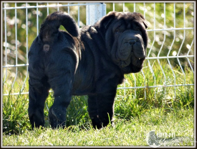 D'une étoile Est Née - Shar Pei - Portée née le 11/11/2015