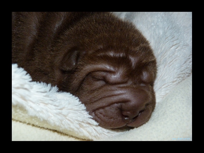 D'une étoile Est Née - Shar Pei - Portée née le 09/07/2012